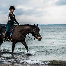 Welsh Cob (sec D) Bjørnstrups mona lisa