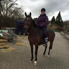 Dansk Varmblod Chanell (Gimpe) 