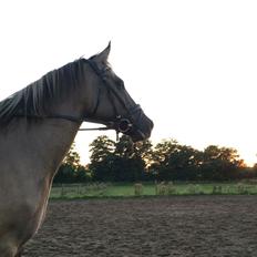 Anden særlig race Elvertågens Arimus