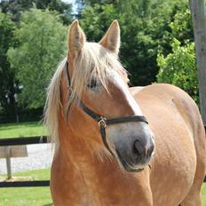 Jyde Mosegårdens Ronja