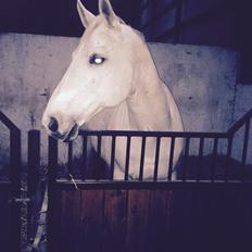 Holstener Carreas (Himmelhest) 