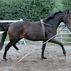 Dansk Varmblod Sanddallunds florina