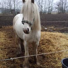 Irish Cob ITS Evening Star 