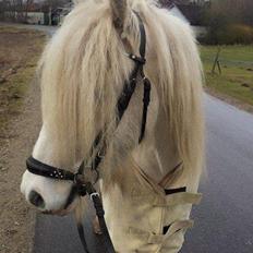Irish Cob ITS Evening Star 
