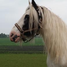 Irish Cob klittens marona "tidligere hest"