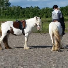 Irish Cob klittens marona "tidligere hest"
