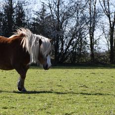 Shetlænder Krabbes sally