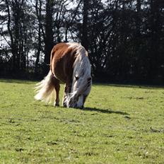 Shetlænder Krabbes sally