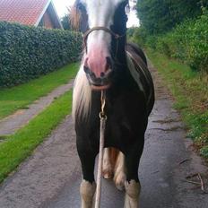 Irish Cob Mary's Prinsess by Lovecob