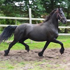 Frieser Amcke 2. pr. ster 