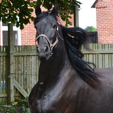 Frieser Amcke 2. pr. ster 