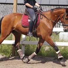 Dansk Varmblod Holtegårdens please me