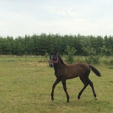 Polsk Varmblod Golden flora