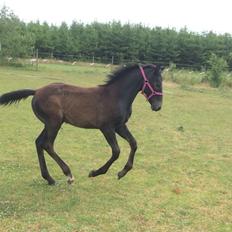 Polsk Varmblod Golden flora