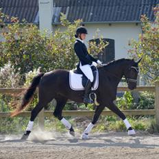 Dansk Varmblod Stald Højgårds Libella