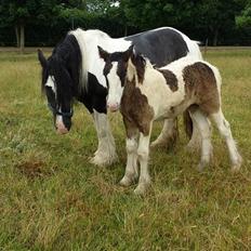 Irish Cob Claudemir's Carpe Diem ||