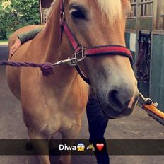 Tyroler Haflinger Diwa