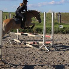 Tyroler Haflinger Diwa
