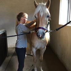 Tyroler Haflinger Diwa