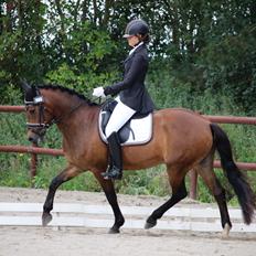 New Forest Kærgaardens Cayenne