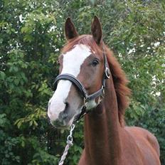 Dansk Varmblod Ågård's acino