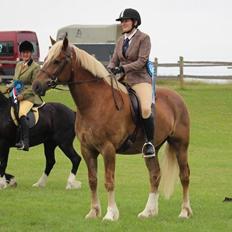 Welsh Cob (sec D) Mr. Roy