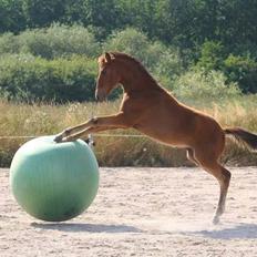 Anden særlig race Makker