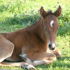 Anden særlig race Makker