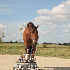 Anden særlig race Makker