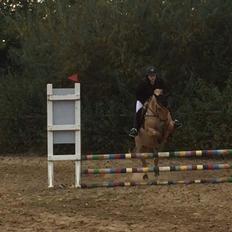 Anden særlig race Adonis