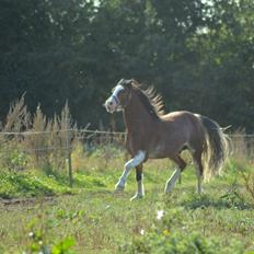 Welsh Pony af Cob-type (sec C) Shamrocklake Calypso Boy 
