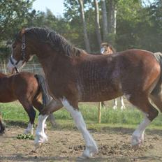 Welsh Pony af Cob-type (sec C) Shamrocklake Calypso Boy 