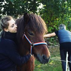 Islænder Godi fra Jestrup