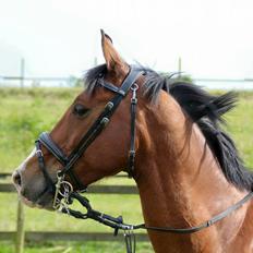 Anden særlig race Freeman