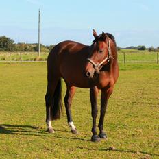 Dansk Varmblod Cille