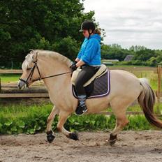 Fjordhest Ågerupgårds Neja <3