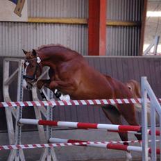 Frederiksborg Sarlot Drage