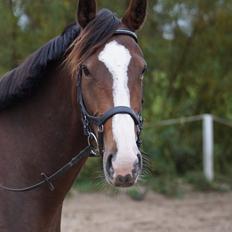 Anden særlig race Tesla