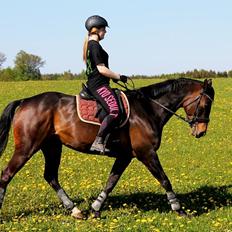 Dansk Varmblod Poppelgaardens Penelope