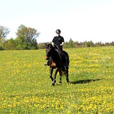 Dansk Varmblod Poppelgaardens Penelope