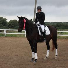Dansk Varmblod Poppelgaardens Penelope