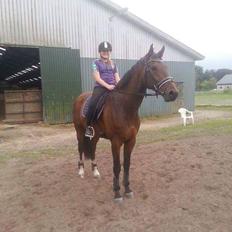 Dansk Varmblod Zano Redtz