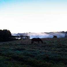 Islænder Frekur fra Dalagergård