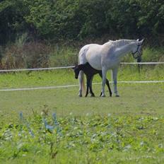 Zangersheide Pachanga Z