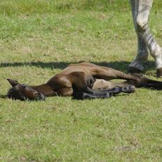 Zangersheide Pachanga Z