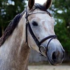 Dansk Varmblod Tascha Ask