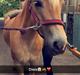 Tyroler Haflinger Diwa