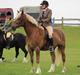 Welsh Cob (sec D) Mr. Roy