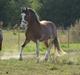 Welsh Pony af Cob-type (sec C) Shamrocklake Calypso Boy 