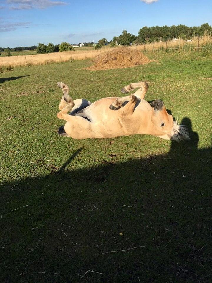 Fjordhest Flicka Fredensdal billede 19